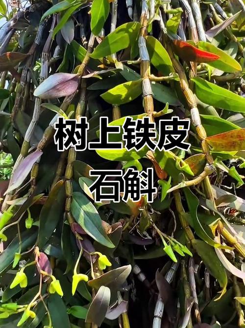 铁皮石斛树上种植技术要点有哪些?-图3 铁皮石斛树上种植技术要点有哪些?-图3