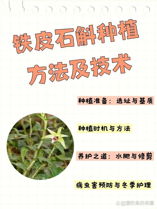 铁皮石斛树上种植技术要点有哪些？-图2