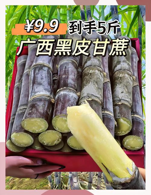 广西糖蔗品种最优选是哪个？-图2
