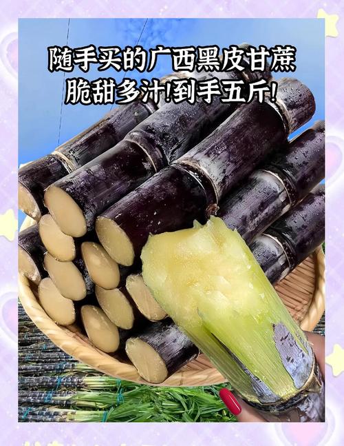 广西糖蔗品种最优选是哪个？-图1