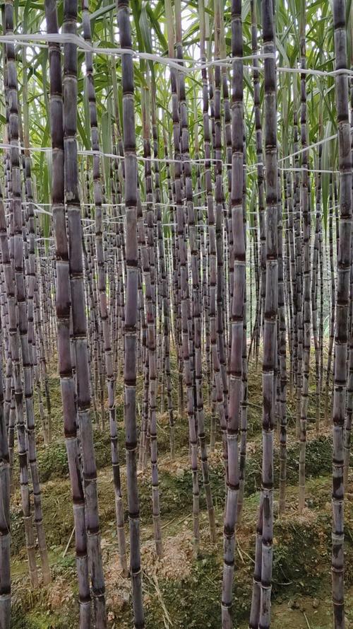 广西糖蔗品种最优选是哪个？-图3