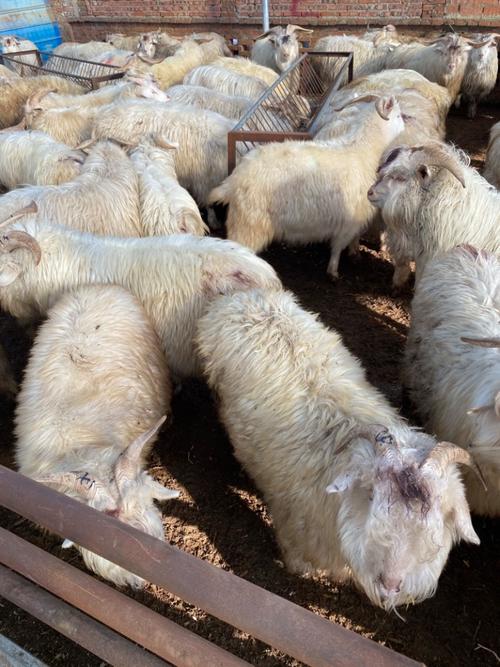 辽宁羊有哪些品种?-图1 辽宁羊有哪些品种?-图1