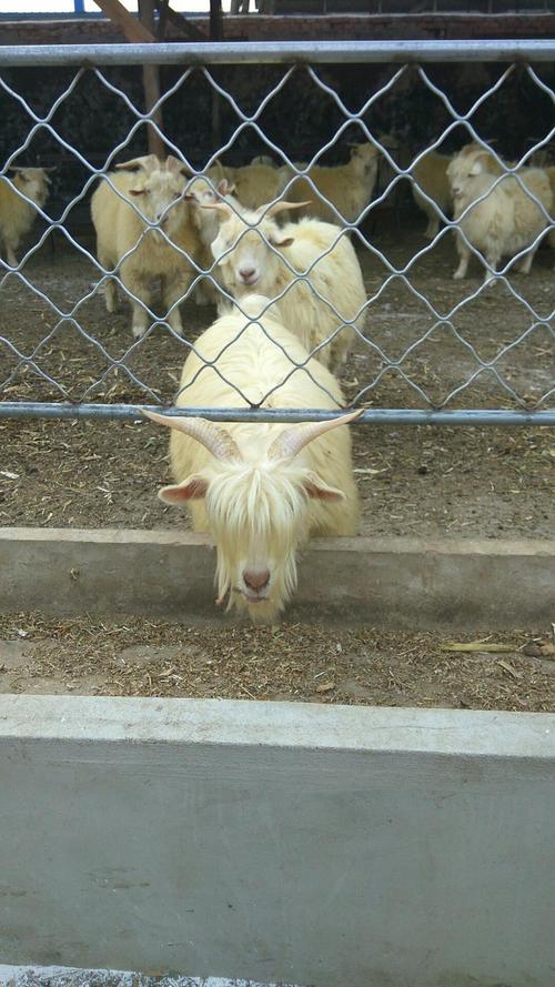 辽宁羊有哪些品种?-图2 辽宁羊有哪些品种?-图2