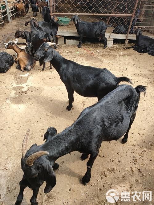 世界著名黑山羊品种有哪些？-图2