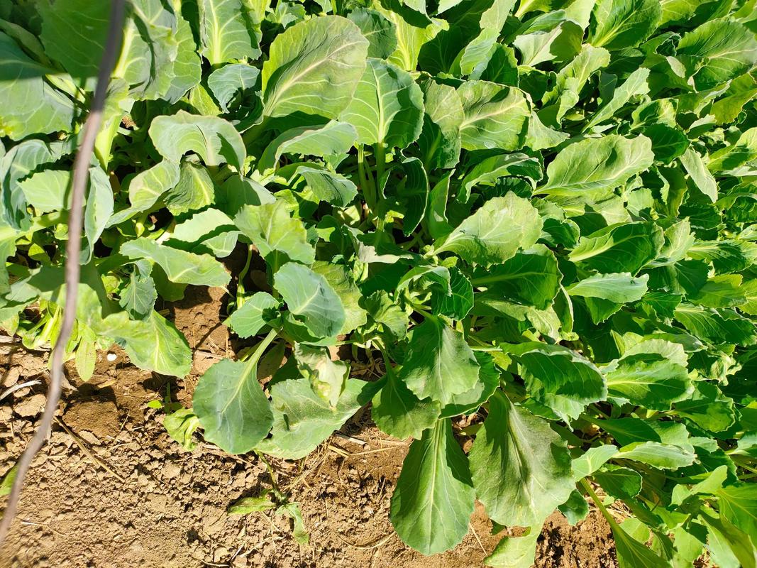夏天适合种哪些菜秧?-图1 夏天适合种哪些菜秧?-图1