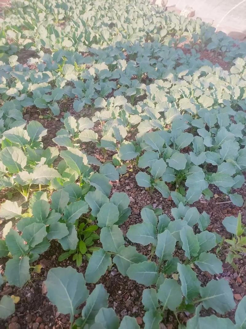 夏天适合种哪些菜秧?-图2 夏天适合种哪些菜秧?-图2