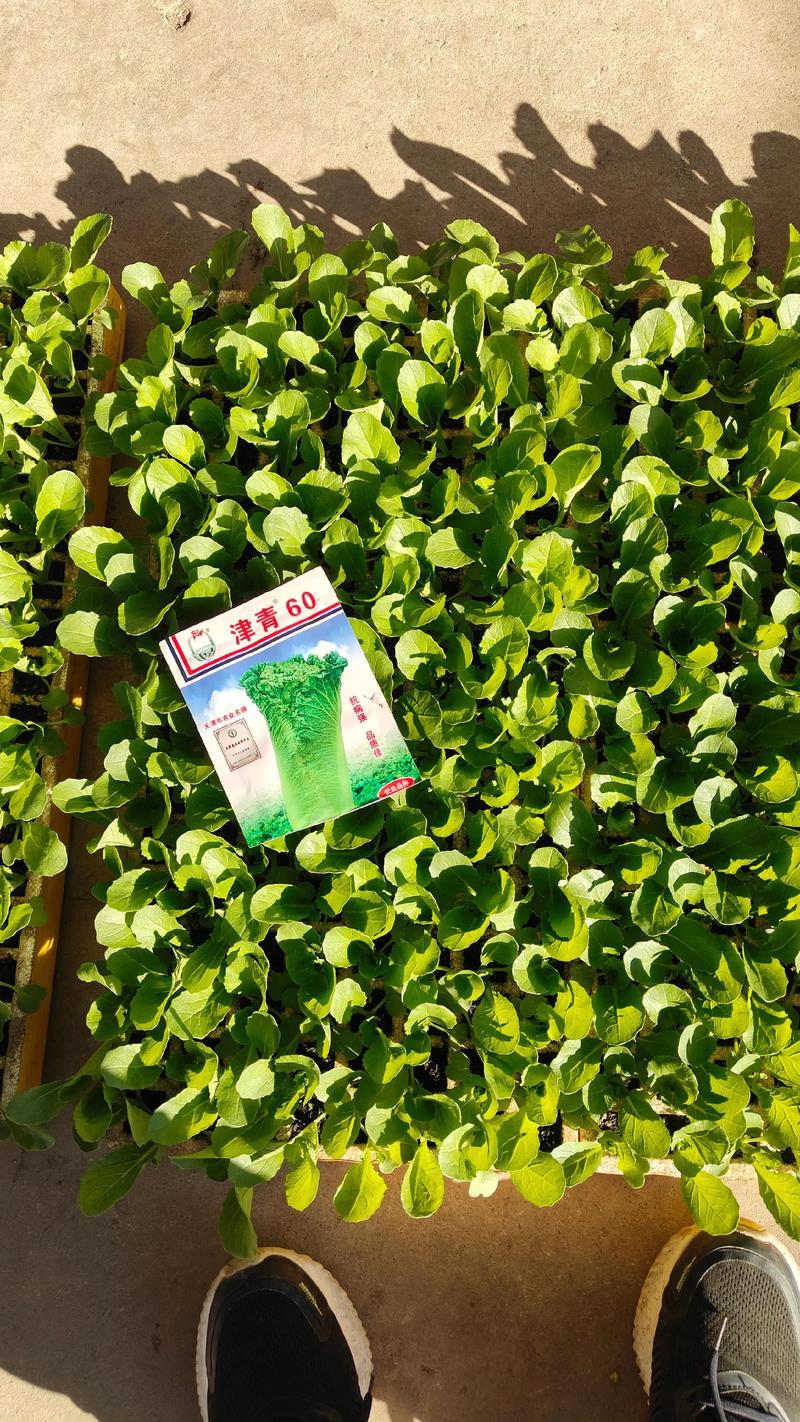 夏天适合种哪些菜秧?-图3 夏天适合种哪些菜秧?-图3