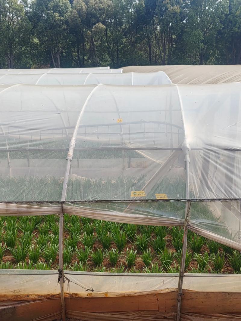 韭菜新型技术怎么种才实用？-图2