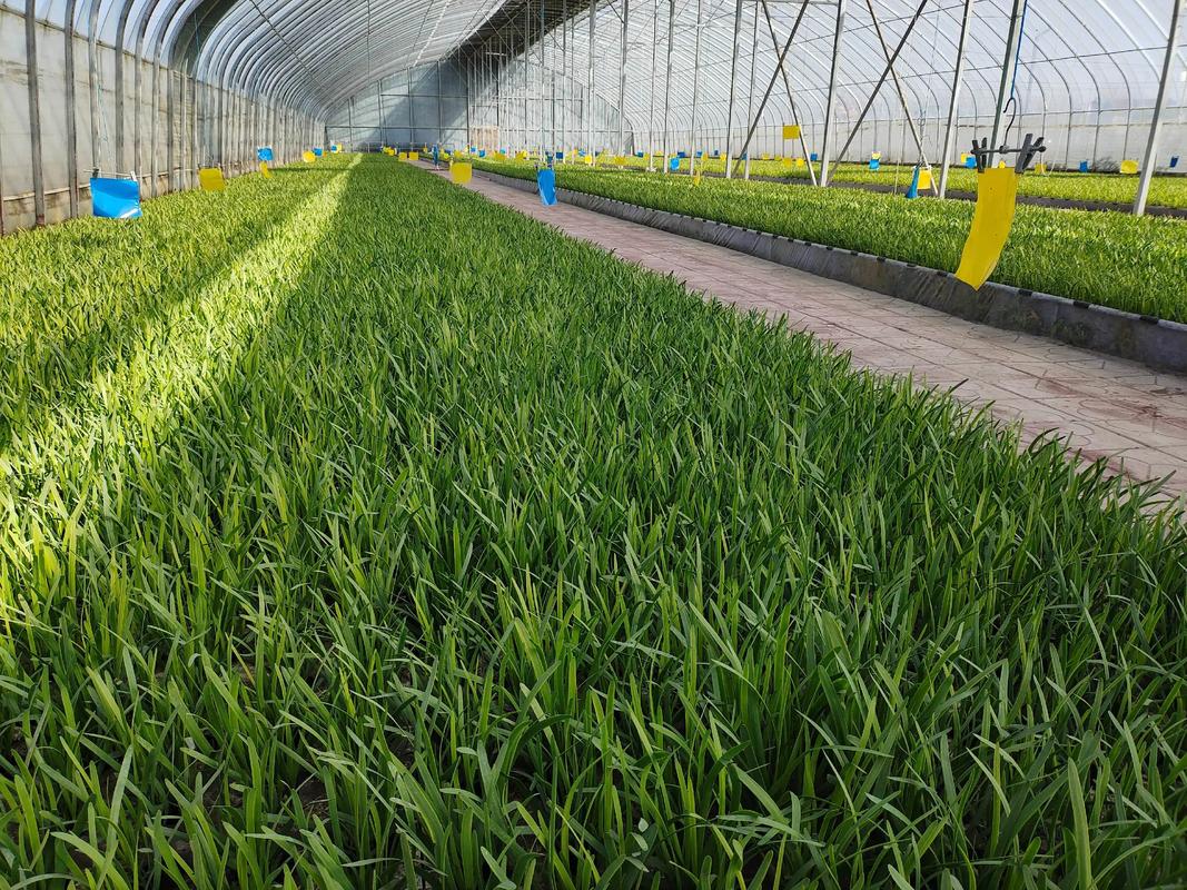 韭菜新型技术怎么种才实用？-图1