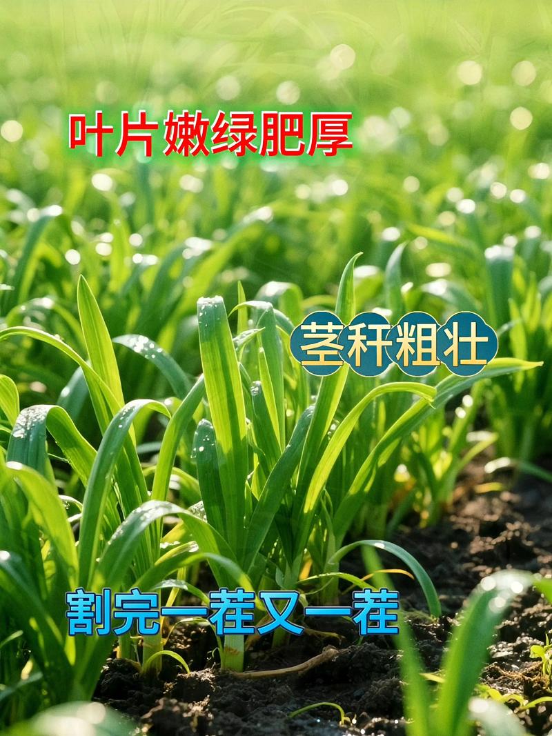 韭菜新型技术怎么种才实用？-图3