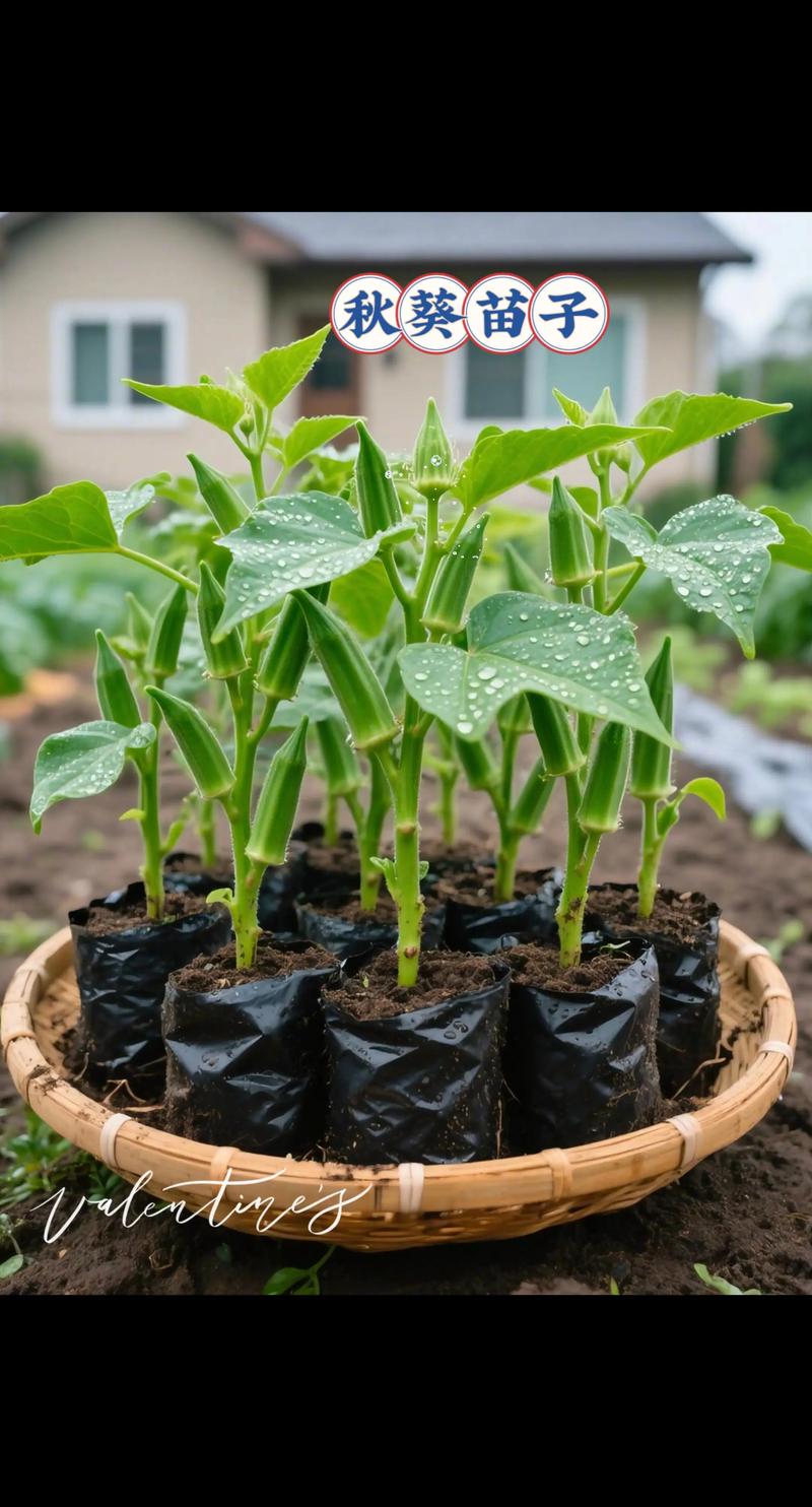 大棚秋葵怎么种？技术要点有哪些？-图1