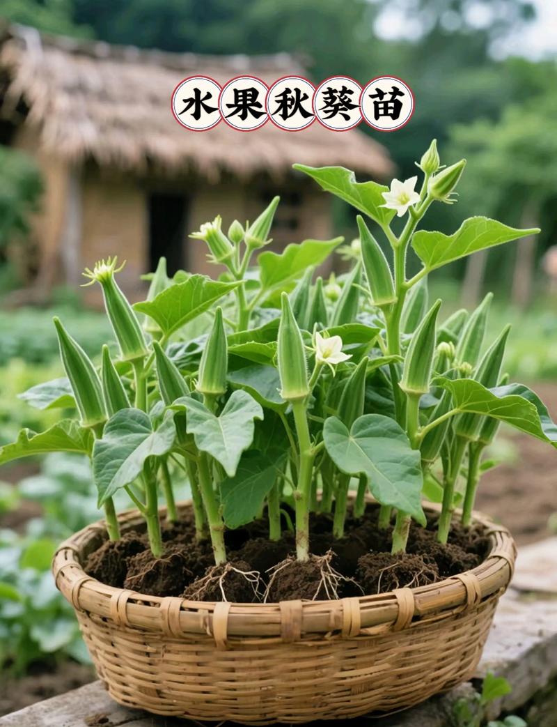 大棚秋葵怎么种？技术要点有哪些？-图3