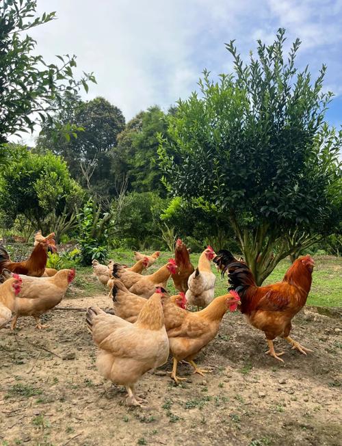 放养鸡选品种,哪种最合适?-图1 放养鸡选品种,哪种最合适?-图1