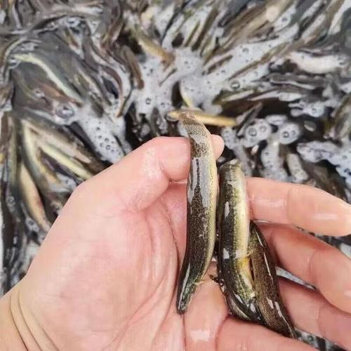 本地泥鳅养殖技术有哪些要点?-图2 本地泥鳅养殖技术有哪些要点?-图2