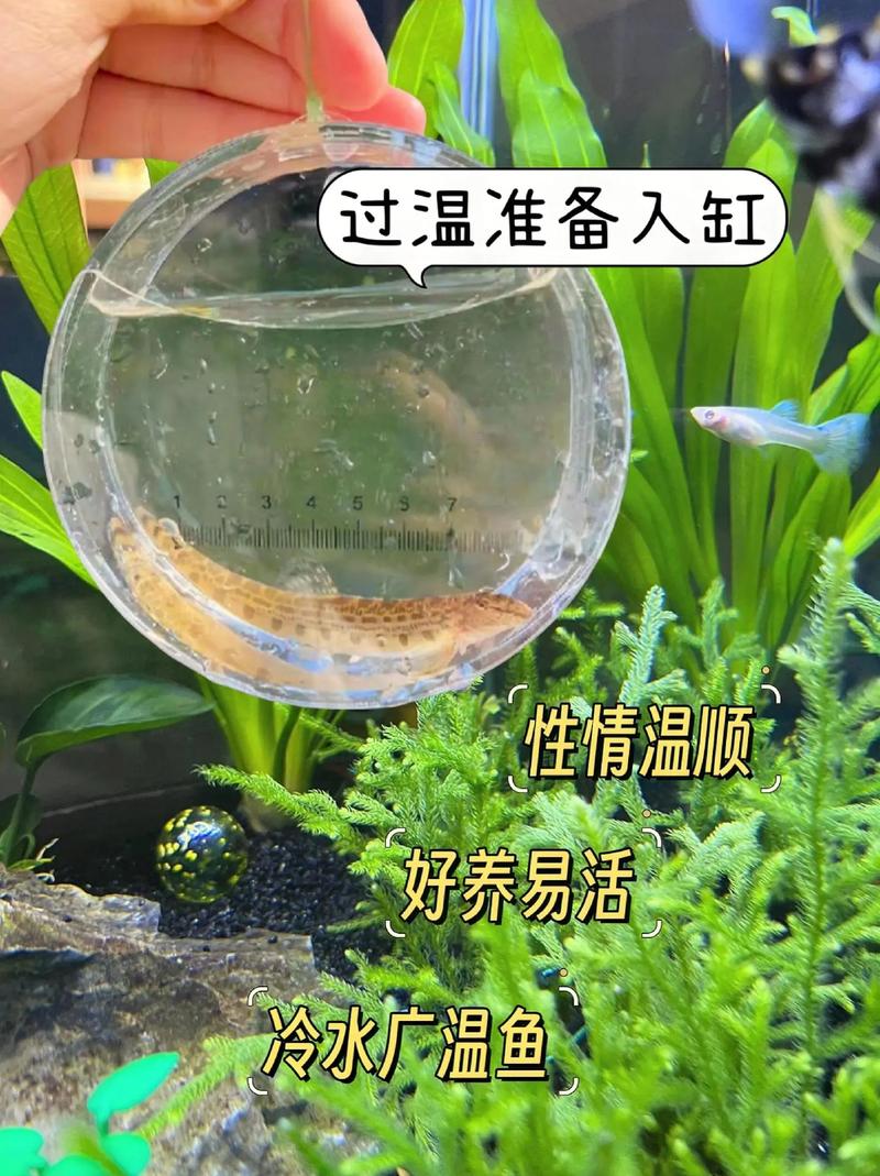 本地泥鳅养殖技术有哪些要点?-图3 本地泥鳅养殖技术有哪些要点?-图3