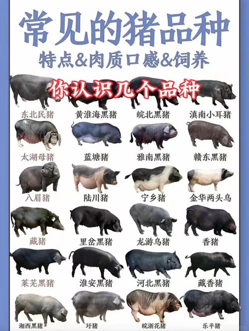 肉猪繁殖最优品种是哪个？-图1