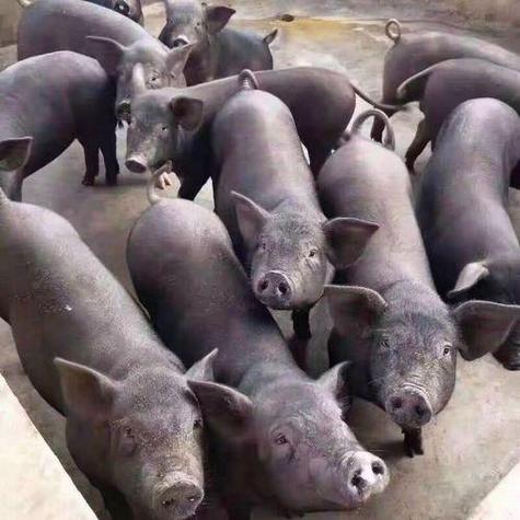 肉猪繁殖最优品种是哪个？-图3