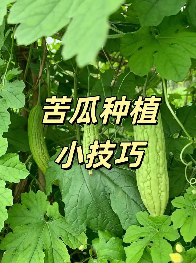 苦瓜搭架怎么种？视频教你关键技术！-图2