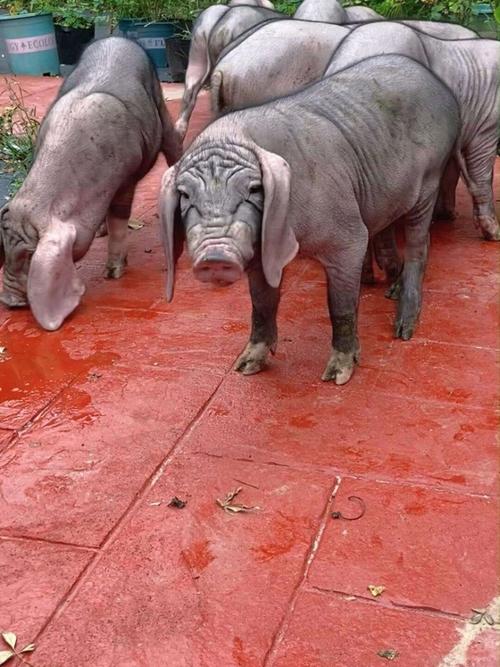 太湖母猪养殖技术视频，新手能学会吗？-图2