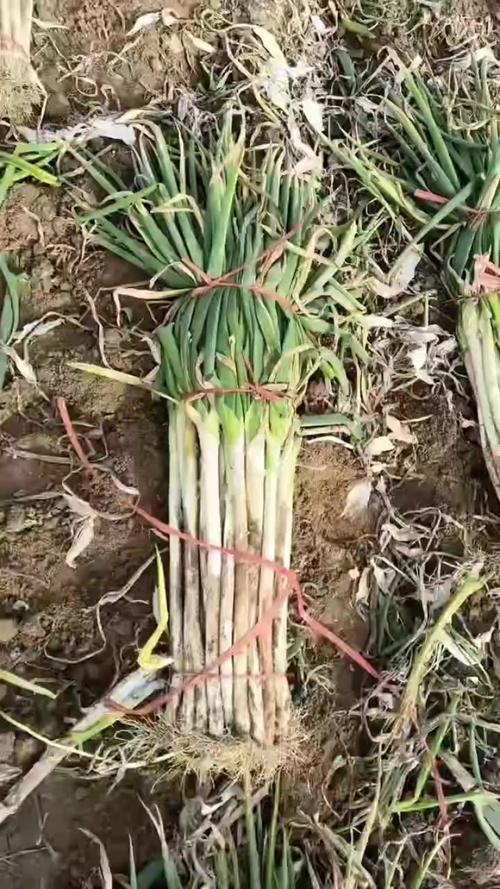 今日保定大葱价格多少钱一斤?-图2 今日保定大葱价格多少钱一斤?-图2