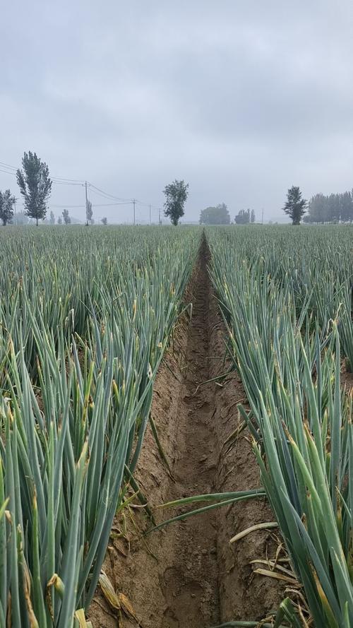 今日保定大葱价格多少钱一斤?-图1 今日保定大葱价格多少钱一斤?-图1