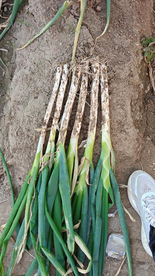 今日保定大葱价格多少钱一斤?-图3 今日保定大葱价格多少钱一斤?-图3