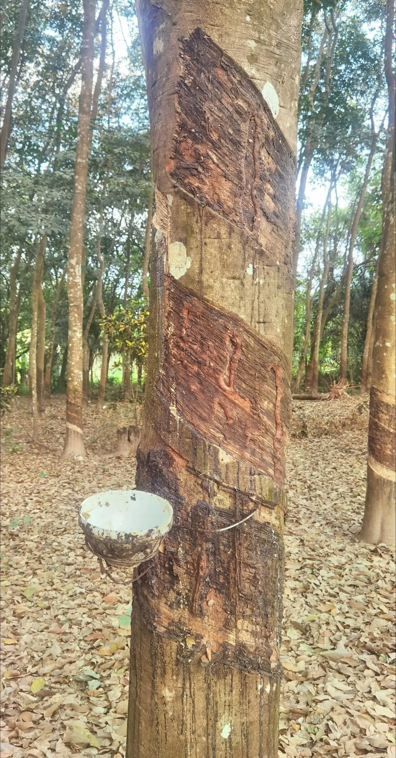 橡胶树品种如何通过图片辨别？-图2