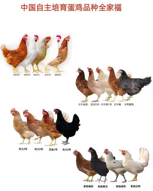 什么品种的鸡最受欢迎？-图2