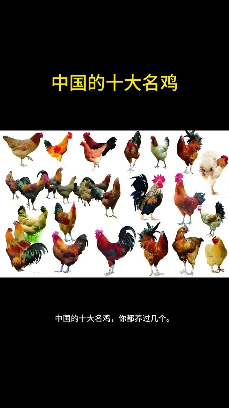 什么品种的鸡最受欢迎？-图3