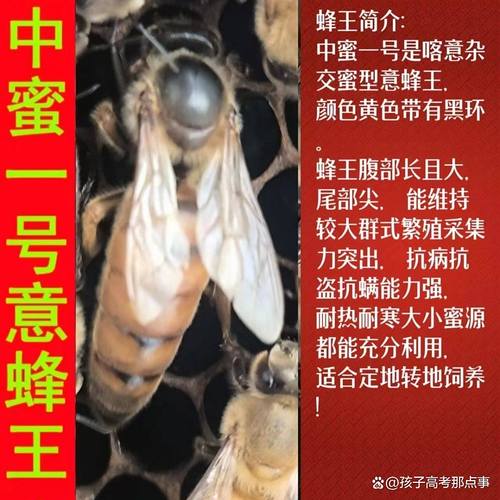 意蜂蜂王品种哪个好?-图1 意蜂蜂王品种哪个好?-图1