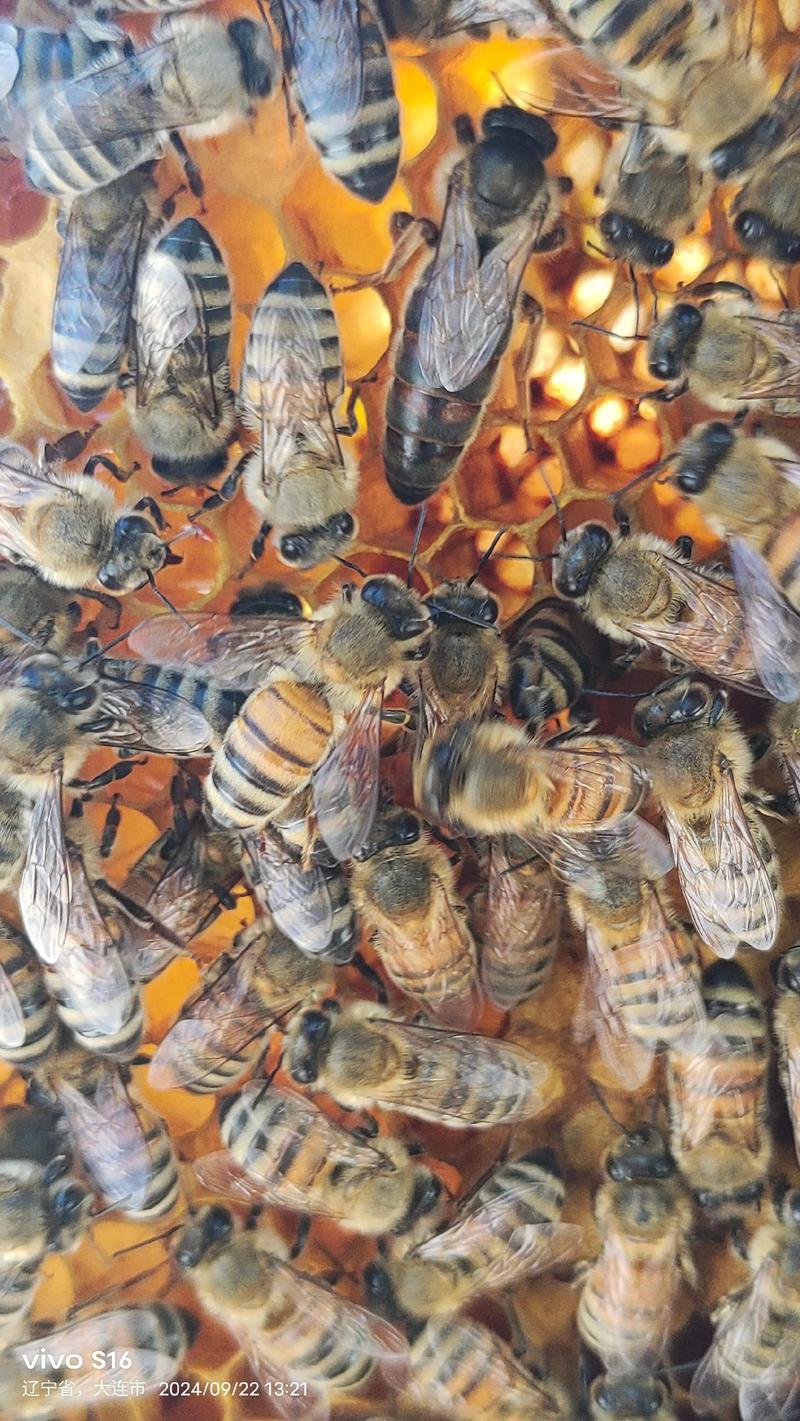 意蜂蜂王品种哪个好?-图2 意蜂蜂王品种哪个好?-图2