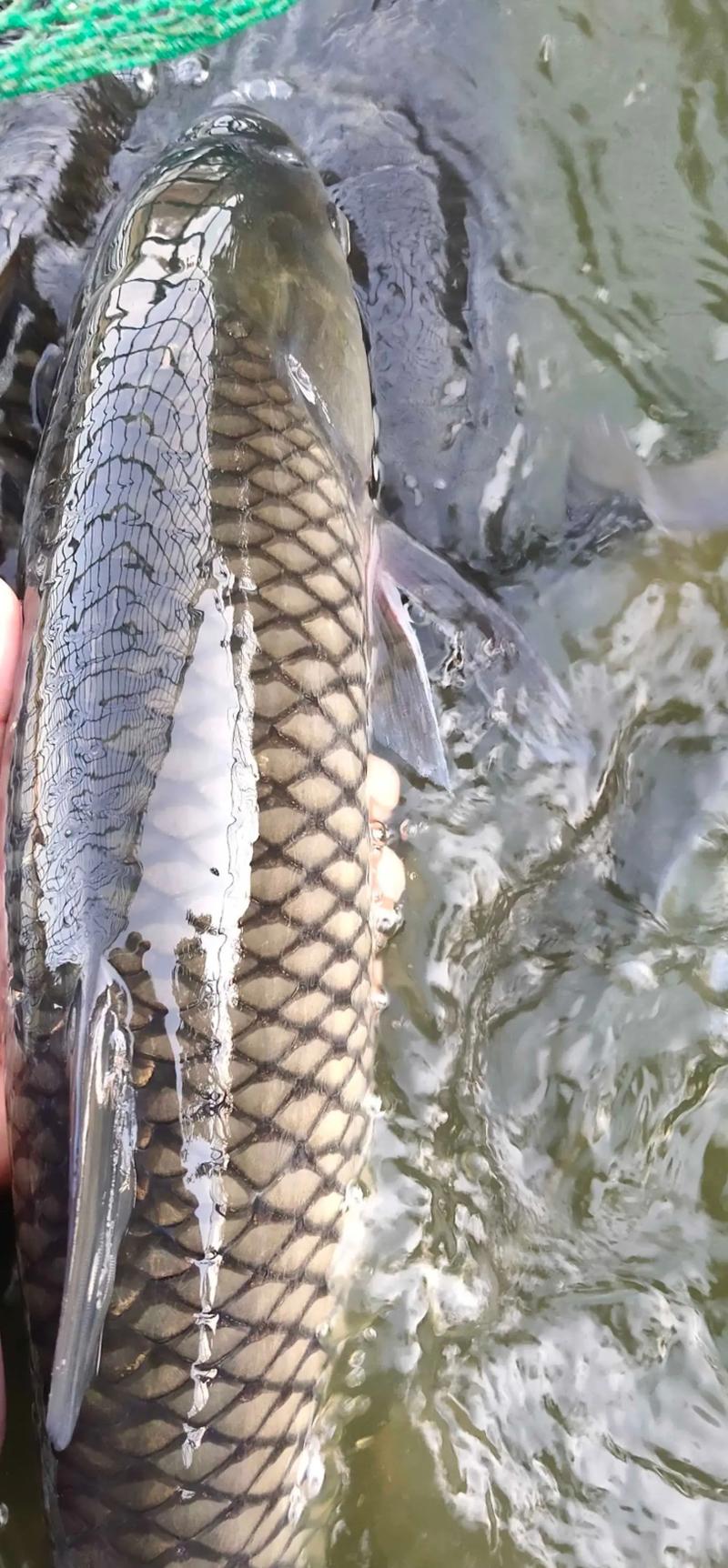 四大家鱼批发价最新行情如何？-图1