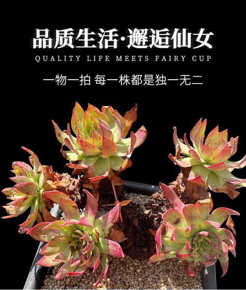 仙女杯哪些品种最值得入手?-图2 仙女杯哪些品种最值得入手?-图2