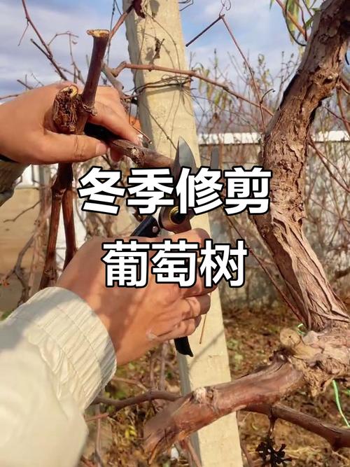 葡萄冬季修剪如何操作?-图2 葡萄冬季修剪如何操作?-图2