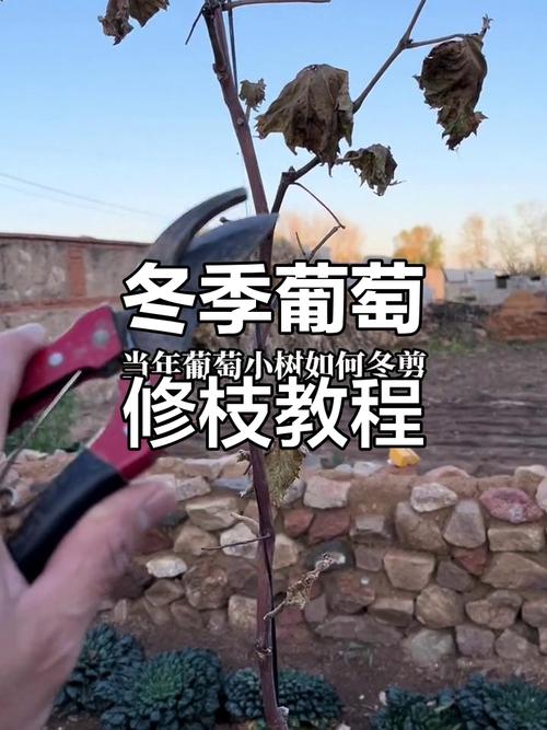 葡萄冬季修剪如何操作?-图1 葡萄冬季修剪如何操作?-图1