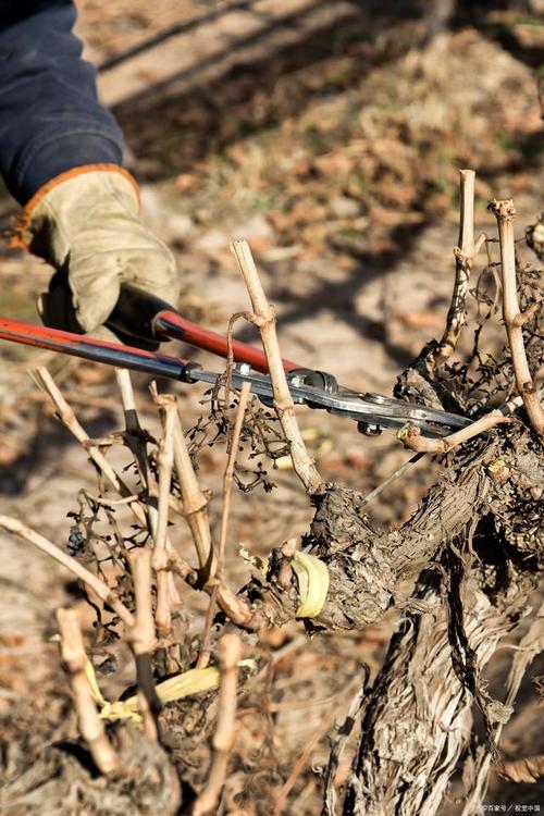 葡萄冬季修剪如何操作?-图3 葡萄冬季修剪如何操作?-图3
