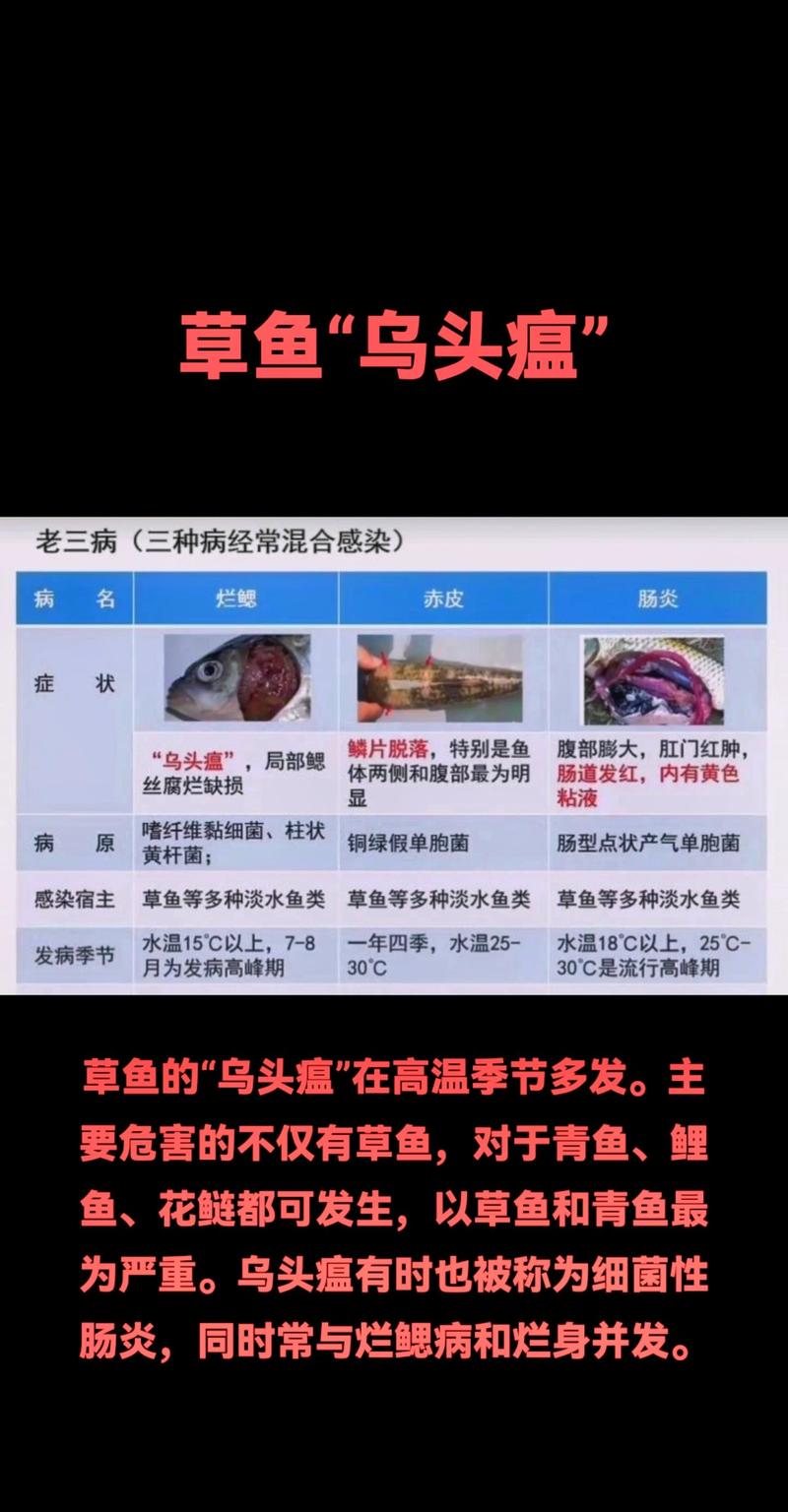 养殖草鱼技术疾病治疗-图1