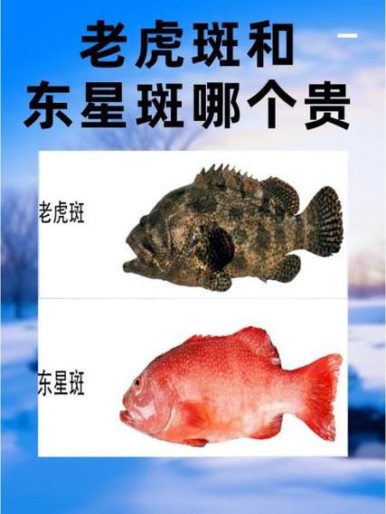 石斑鱼一斤多少钱?-图1 石斑鱼一斤多少钱?-图1