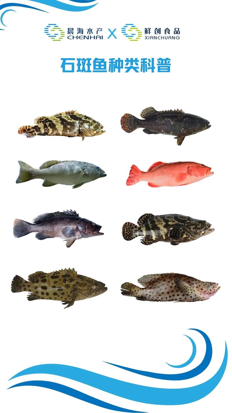 石斑鱼一斤多少钱?-图3 石斑鱼一斤多少钱?-图3