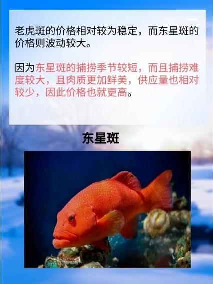 石斑鱼一斤多少钱?-图2 石斑鱼一斤多少钱?-图2