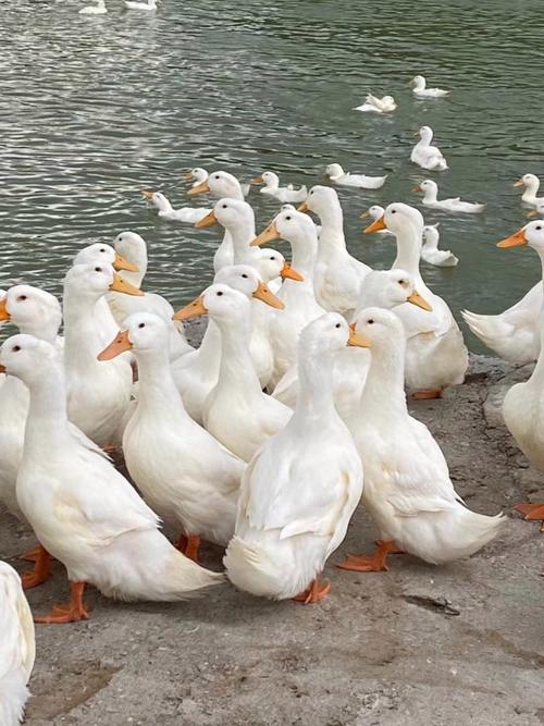 广东肉鸭批发价今日行情如何？-图3