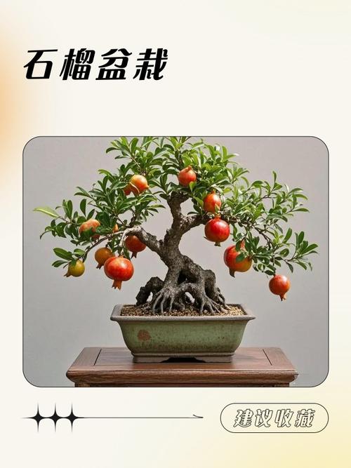 石榴盆景种植技术要点有哪些？-图2