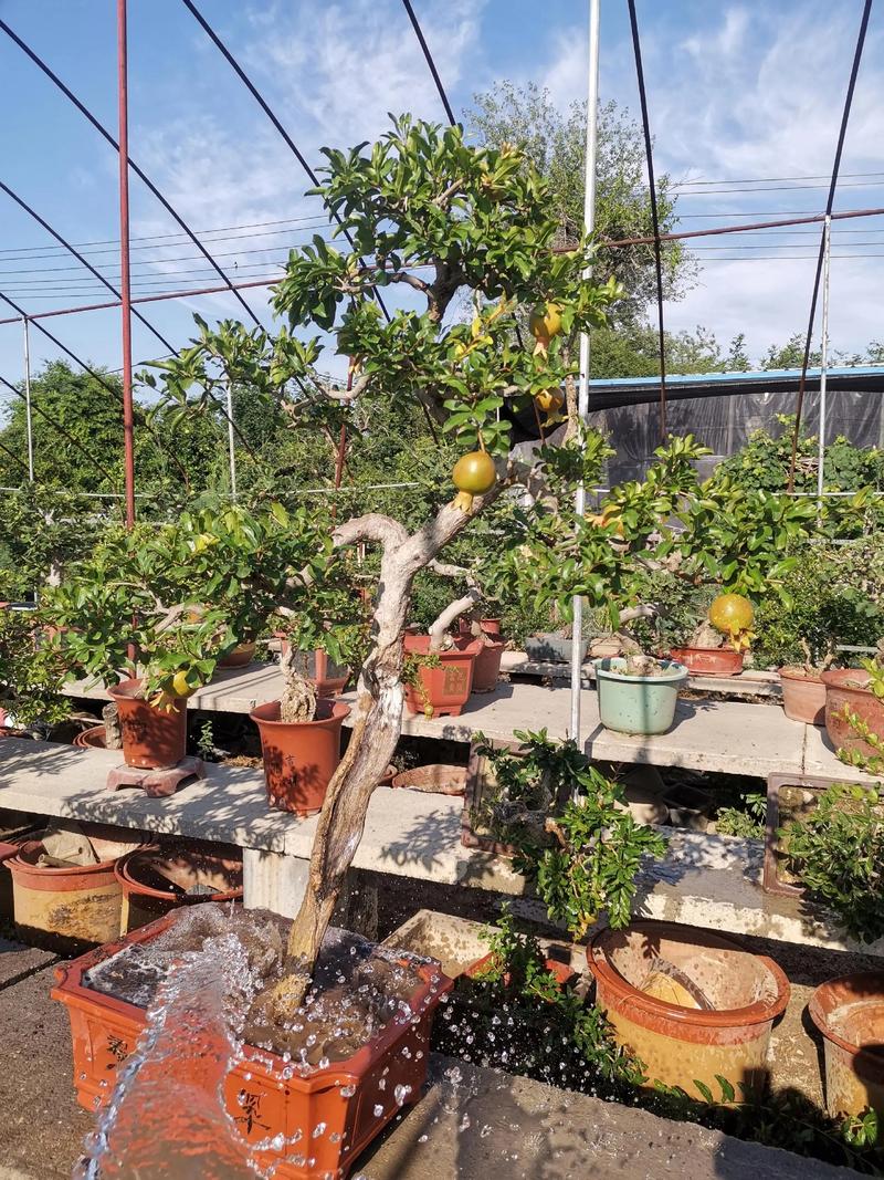 石榴盆景种植技术要点有哪些？-图3