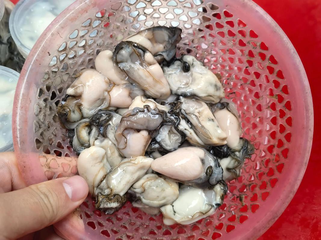钦州生蚝批发价现在多少?-图1 钦州生蚝批发价现在多少?-图1