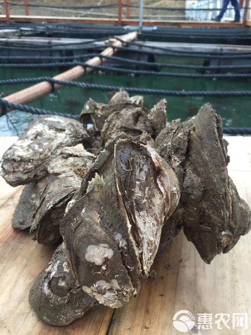 钦州生蚝批发价现在多少?-图3 钦州生蚝批发价现在多少?-图3