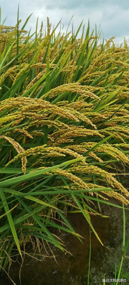 龙粳39水稻品种有何特性优势?-图1 龙粳39水稻品种有何特性优势?-图1