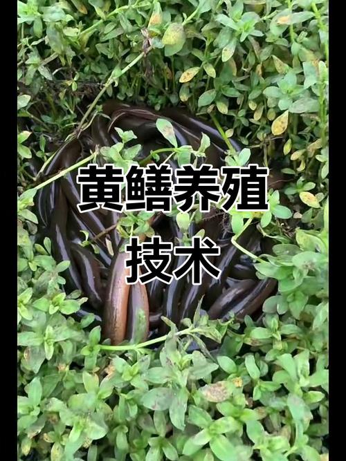 简易大棚鳝鱼养殖技术怎么掌握？-图2