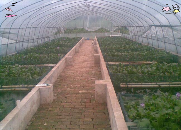 简易大棚鳝鱼养殖技术怎么掌握？-图3