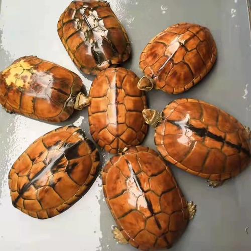 金钱龟种苗品种有哪些？-图1