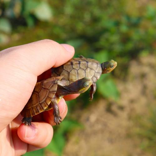 金钱龟种苗品种有哪些？-图2